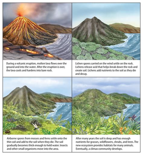 volcano primary succession