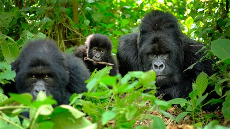 volcanoes national park rwanda gorillas