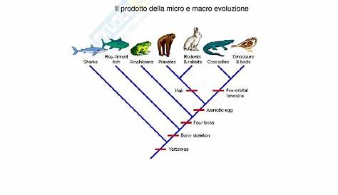 Zoologia I - evoluzione biologica