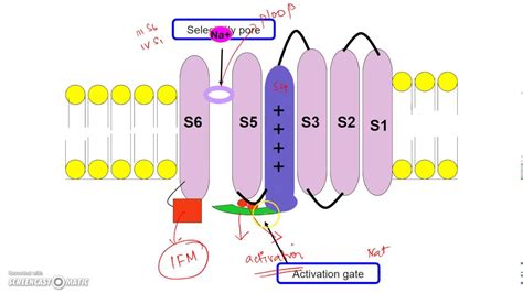 voltage-gated sodium channels structure function and channelopathies