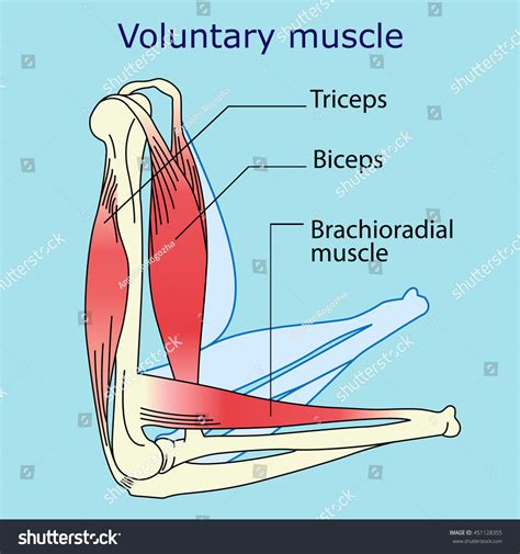 voluntary muscles