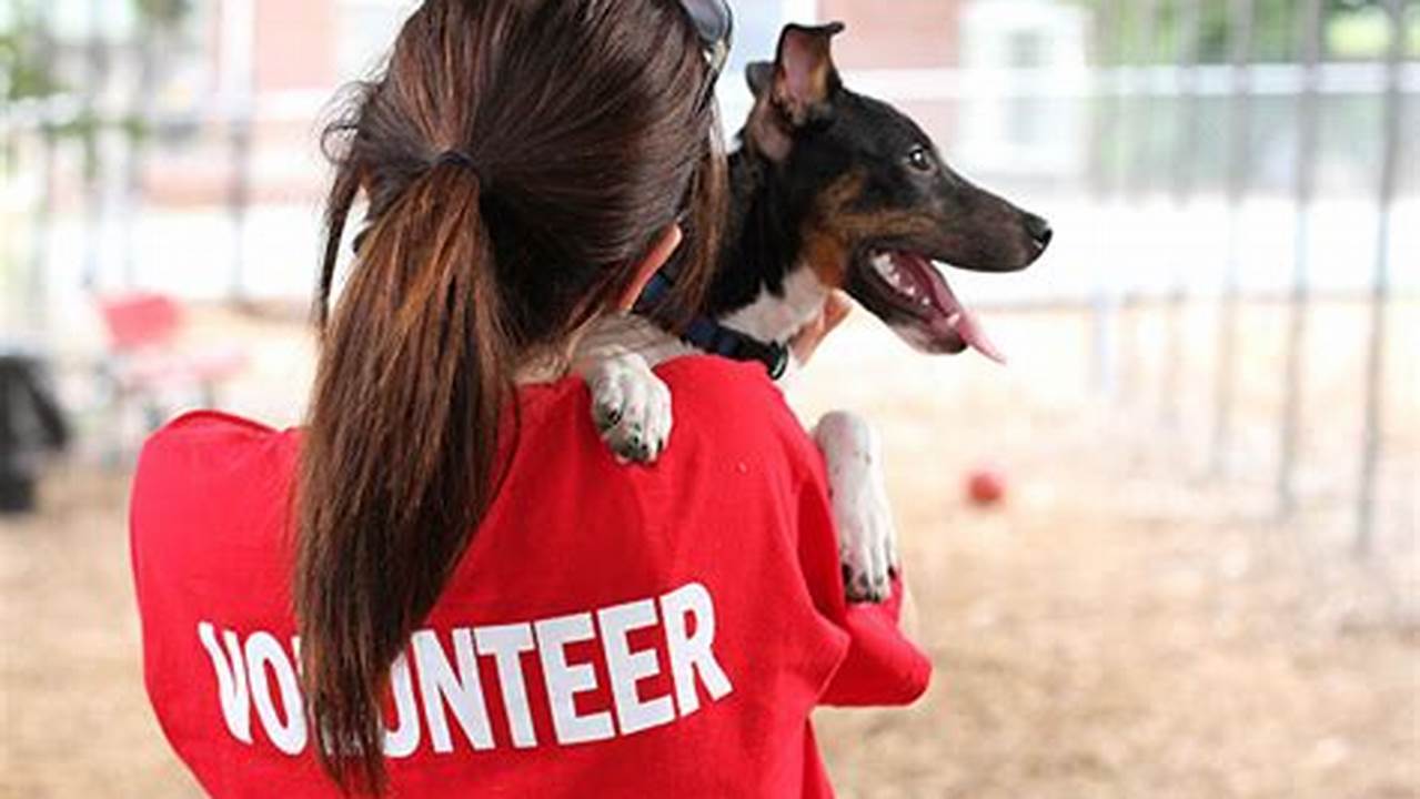 Volunteering at an Animal Shelter: Making a Difference in the Lives of Furry Friends