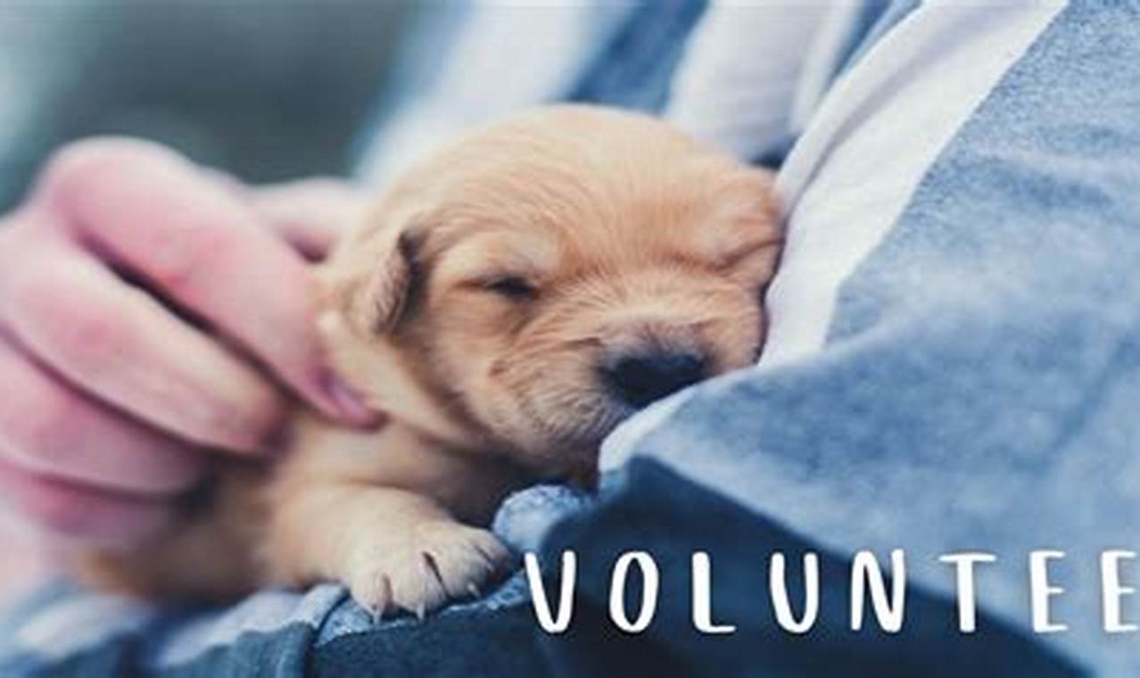 The Heartwarming World of Volunteer Vets: Stories of Unsung Heroes