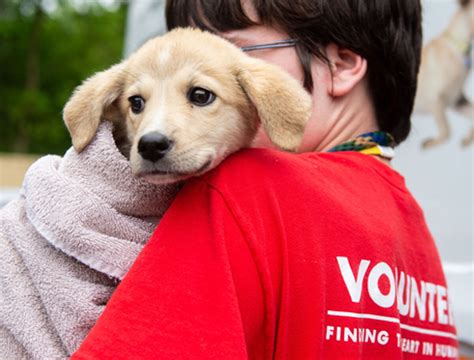 Volunteer