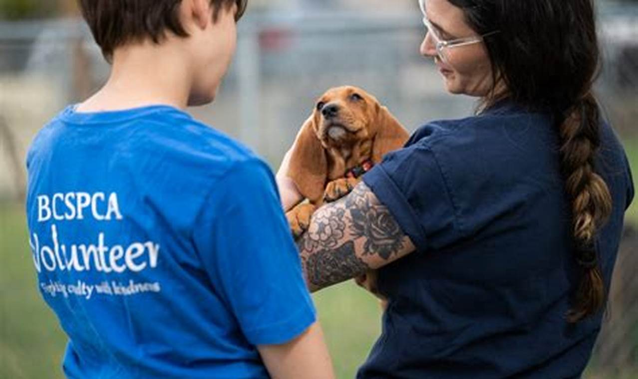 Volunteering at the SPCA: Making a Difference in Animal Lives