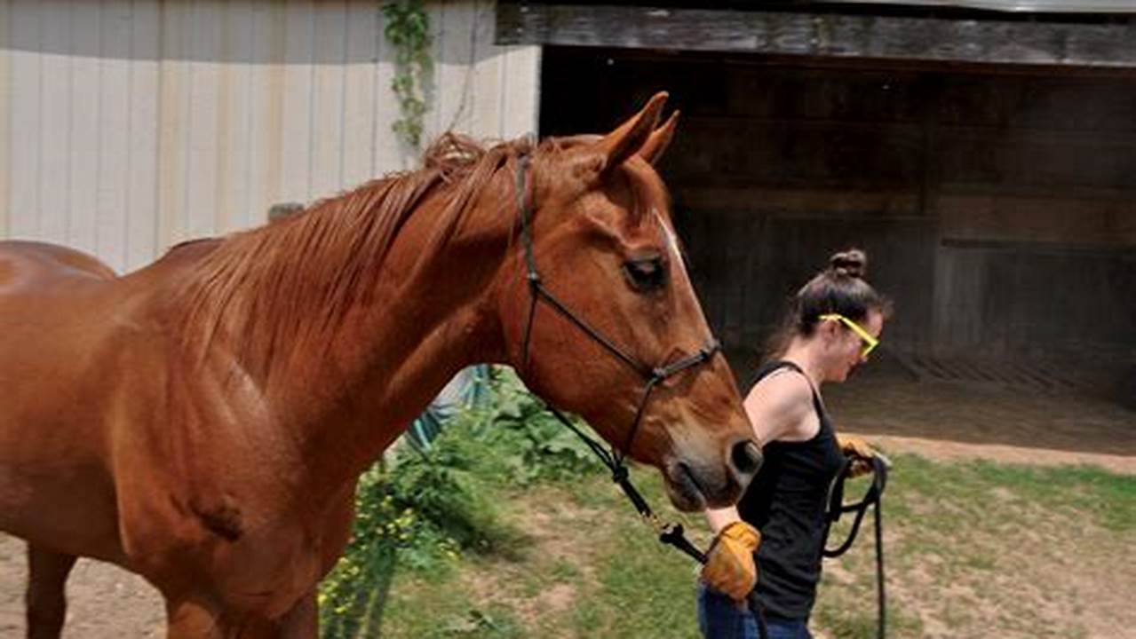 Volunteering with Horses Near Me: A Rewarding Experience