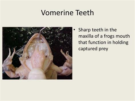 vomerine teeth frog