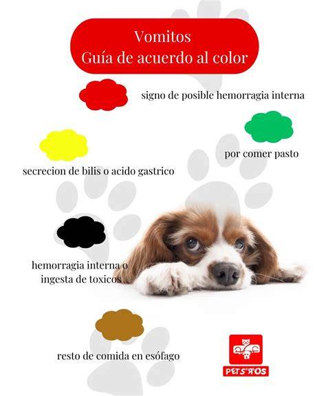 ¿A qué se debe el vómito de bilis en los perros?