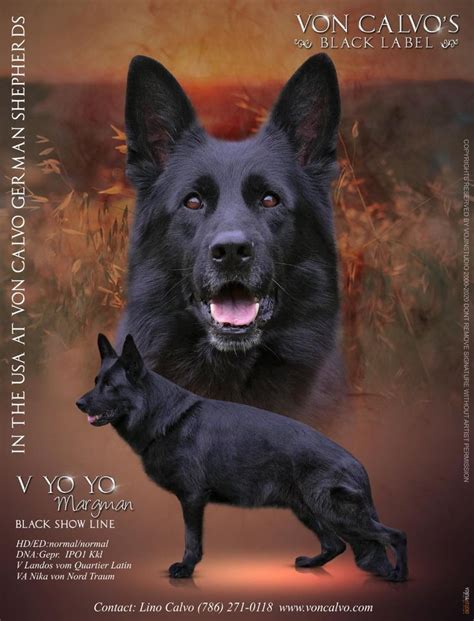 von calvo german shepherds