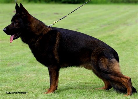 von forell german shepherds