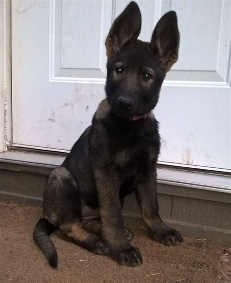 von schraderhaus german shepherds