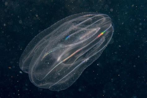 Voracious Comb Jellyfish