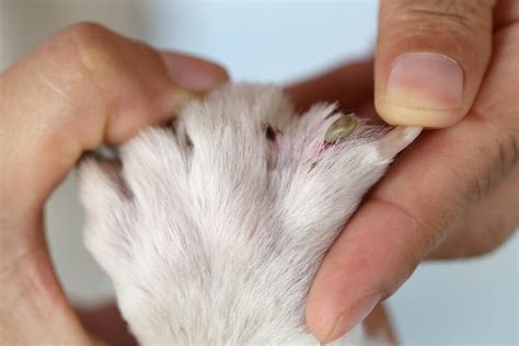 Advantage Hund SpotOn Behandlung von Flöhen bei Hunden Petduka
