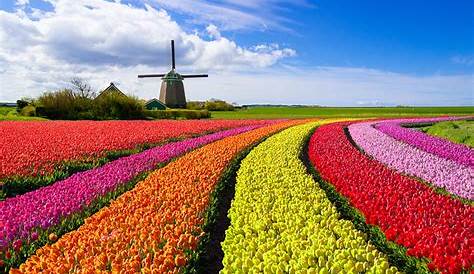 Au Pays des tulipes