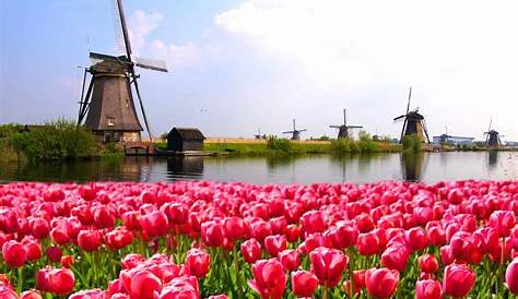Tulipes aux Pays-Bas : où voir des champs de tulipes en Hollande