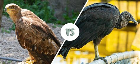 vulture vs buzzard bird