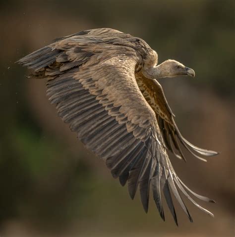 Vultures in Flight