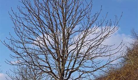Winterliche Bäume Foto & Bild | jahreszeiten, winter, wald und flur
