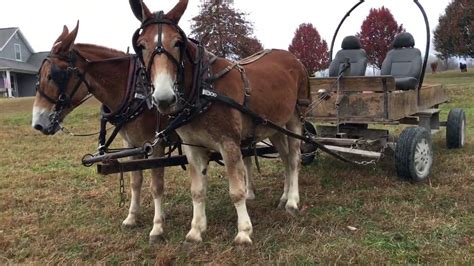 wagon mules for sale
