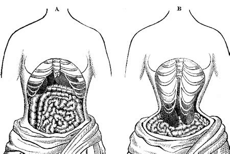 Waist Trainer Organs