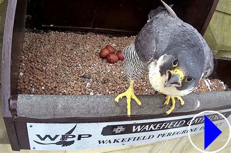 wakefield cathedral peregrine webcam