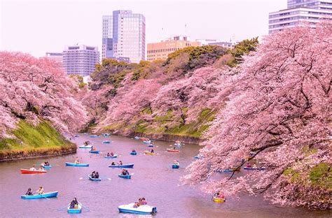 Waktu Terbaik untuk Studi di Jepang