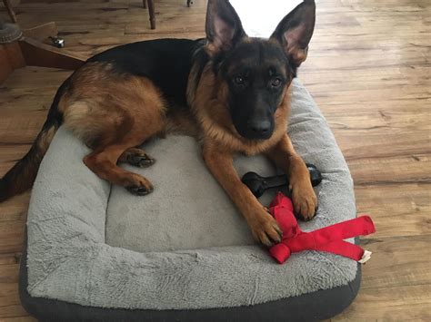 waldo german shepherd dogs