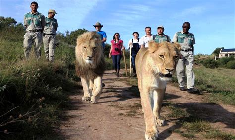 walk with lions south africa