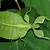 walking leaf bug