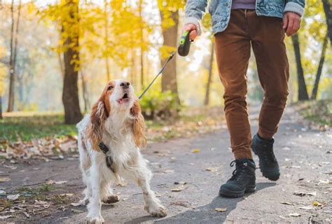Walking Dog Reactive