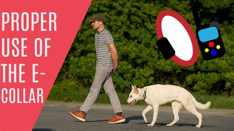 Walking Dog With E Collar