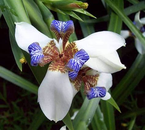 walking iris problems in pots