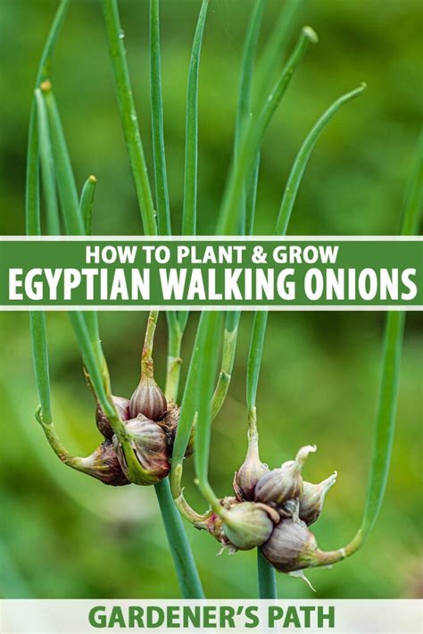 Walking Onions In Containers
