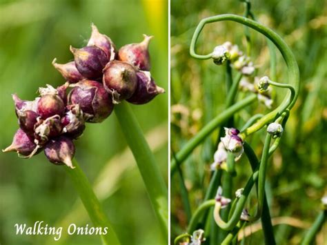 Walking Onions Shallots