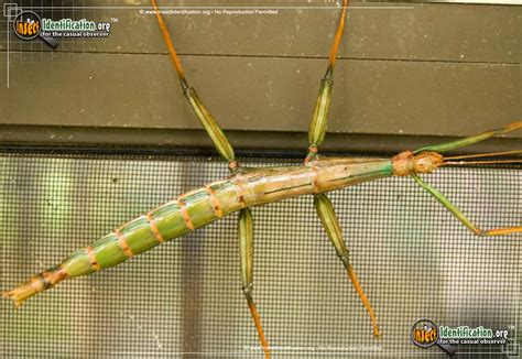 Walking Stick Identification