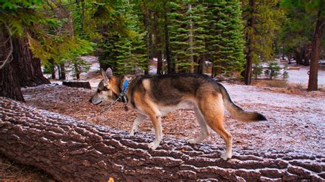 Walking Trails Dogs Allowed