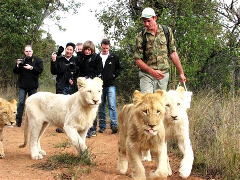 walking with lions johannesburg