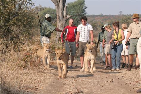 walking with lions zimbabwe