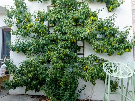 Wall Climbing Pear Tree