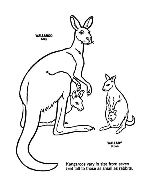 wallaby brown kangaroo and wallaroo gray kangaroo coloring page