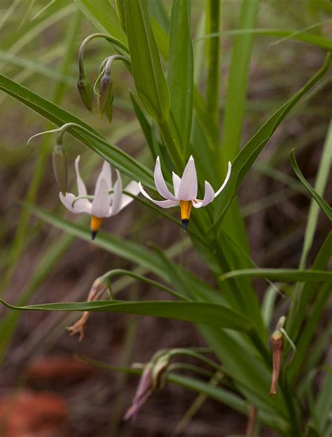 Discover the Enchanted World of Walleria: Unveiling the Secrets of Beautiful Orchids