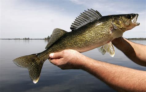 walleye