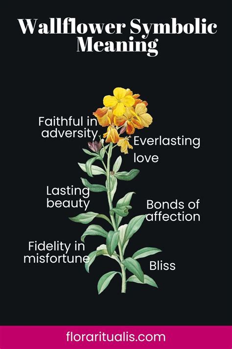 Wallflower Etymology Meaning
