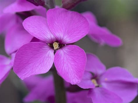 Wallflower Work Meaning