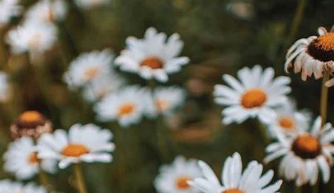 White Daisy in Bloom · Free Stock Photo