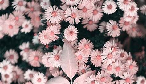 Menakjubkan 18+ Wallpaper Bunga Pink Tumblr Gambar Bunga Indah