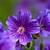 wallpaper flower violet