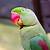 wallpaper green parrot