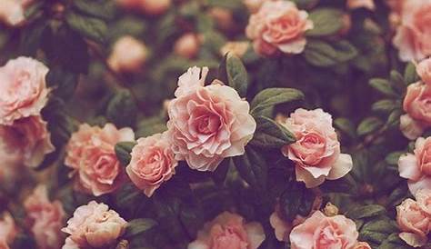 Free download Love Vintage Roses iPhone 6 Plus Wallpapers