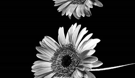 Wallpaper Iphone Tumblr Black And White Hd IPhone HD s , HD Backgrounds